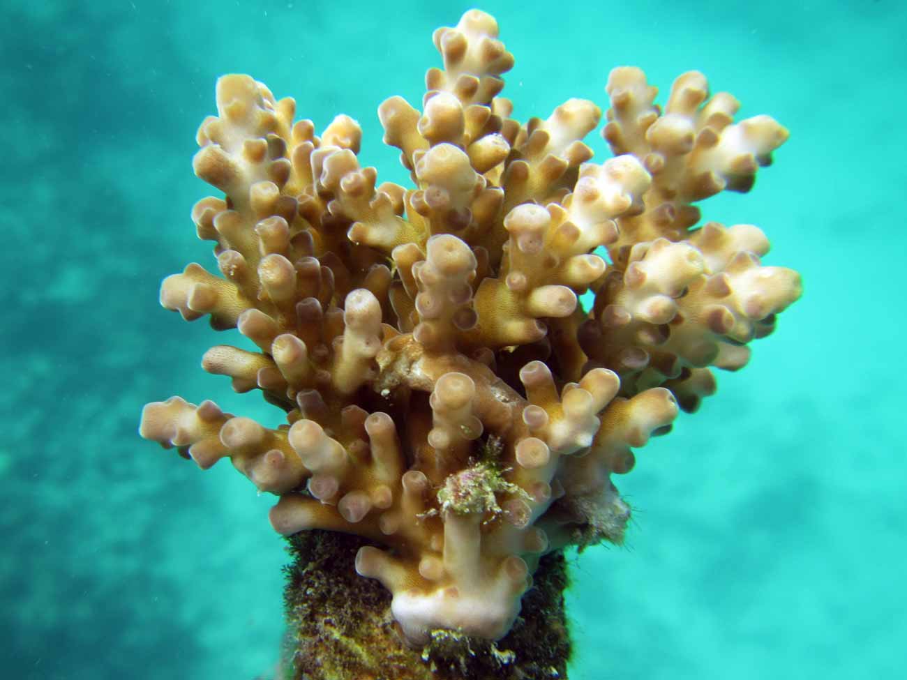 A coral fragment on the nursery WiseOceans